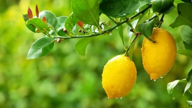 Desde Nación extendieron la emergencia citrícola que alcanza a Tucumán 