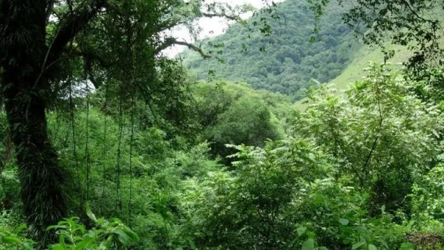 Nueva línea de créditos para emprendimientos foresto industriales