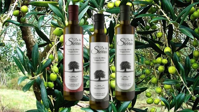 La producción de aceite de oliva en UY se multiplicará por ocho en 2021