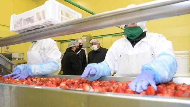 Una empresa tucumana produce más de 4.000 toneladas de frutillas (y brinda empleo a más de 500 personas) 