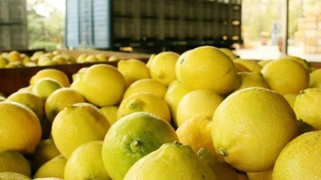 Una luz al final del túnel: la Unión Europea tomó una nueva medida para la industria de cítricos