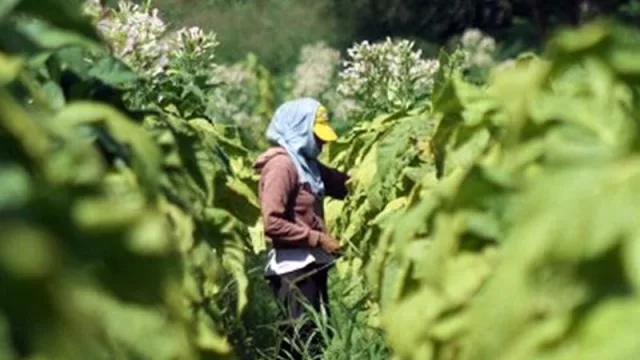 Una buena para el sector tabacalero: asistencia económica por más de $134 millones 