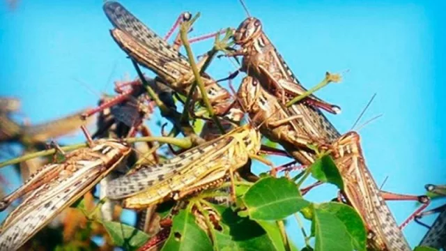 Preocupación: el sector agrícola ganadero de Tucumán se mantiene en alerta por las mangas de langostas 