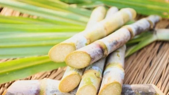 Se realizará un evento virtual sobre la plantación de caña mecanizada 