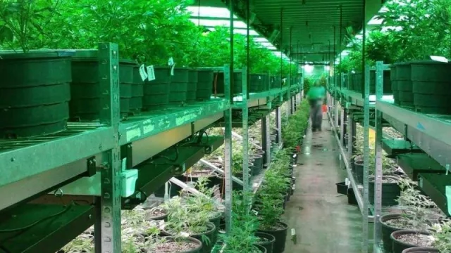 El cannabis ya tiene en Uruguay consultores para saber cómo invertir