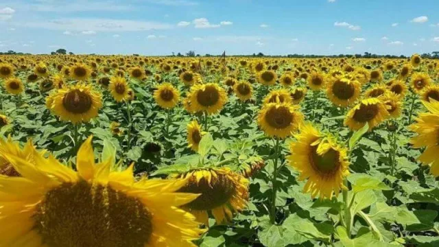 El gobierno chaqueño presenta el seguro multirriesgo para girasol (inédito a nivel nacional)