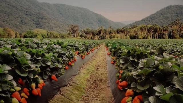 Se mantendrá la alícuota “cero” para el sector agropecuario: estas son las producciones alcanzadas 