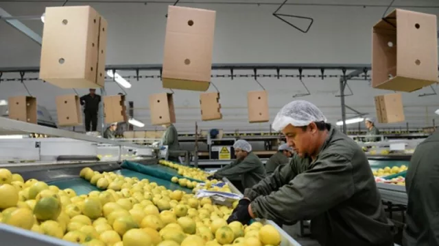 Oficial: el limón tucumano arriba a uno de los mercados más importantes del mundo