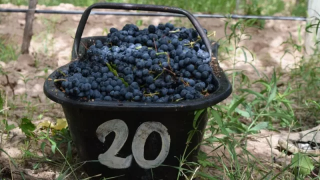 Para la bodega “Alto las Hormigas” la 2020 es una cosecha inolvidable