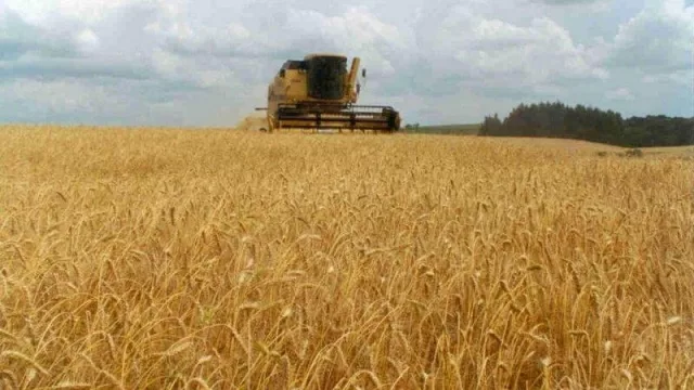 El trigo como opción (Inta Mercedes realizó una serie de ensayos en producción)