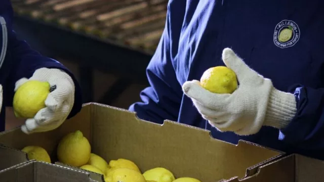 Industria citrícola libre de contagio: el sobresaliente protocolo para librar a la actividad del coronavirus