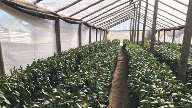 Avanza el Plan Limón (dirigido a productores de 5 hectáreas)