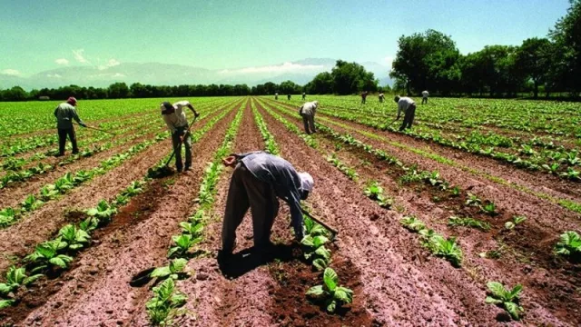 Alivio para el sector tabacalero: mañana cobran $ 244 millones del FET