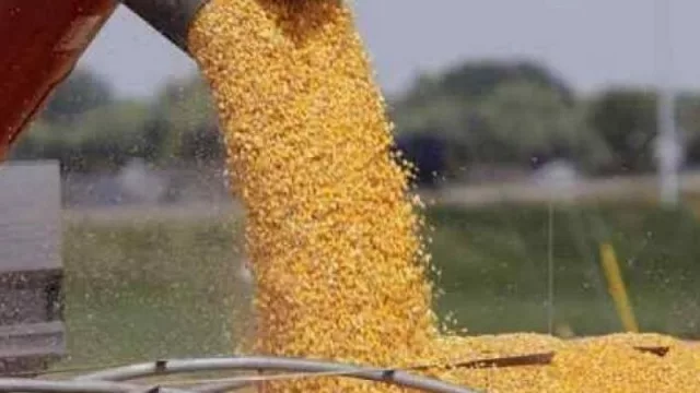 El maíz en grano y una exportación récord con ingresos millonarios para la provincia