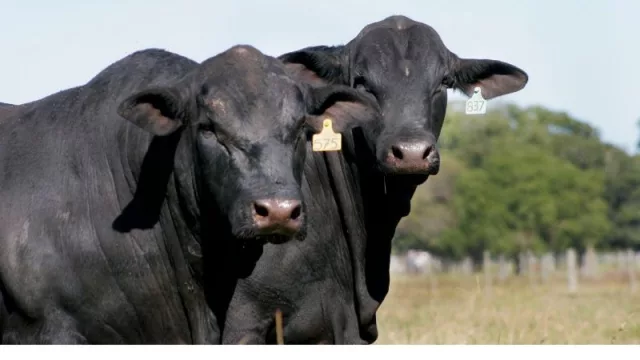 Ejemplares paraguayos lucirán su genética en el Congreso Mundial Brangus 2020