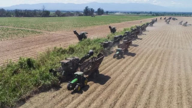 Fin de zafra 2019 en Ledesma: producción de 317.000 toneladas