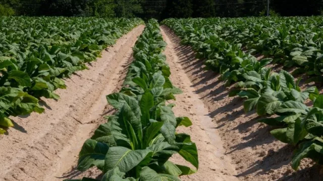 Erosión: en Jujuy,  el proyecto Manantiales busca recuperar terreno productivo
