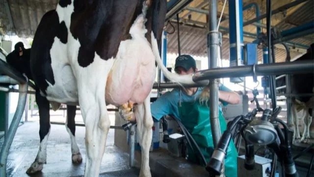 Aumento de la leche (y fuerte caída de consumo en los lácteos): los productores tucumanos continúan siendo afectados