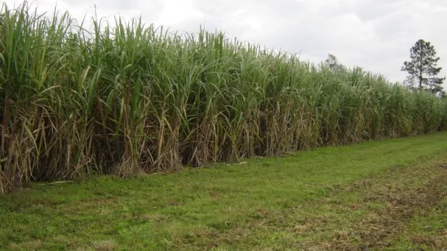 Comenzó el Congreso Internacional de Caña de Azúcar: Jujuy es protagonista