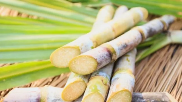 Y… ¿cómo avanza la principal producción de Tucumán?