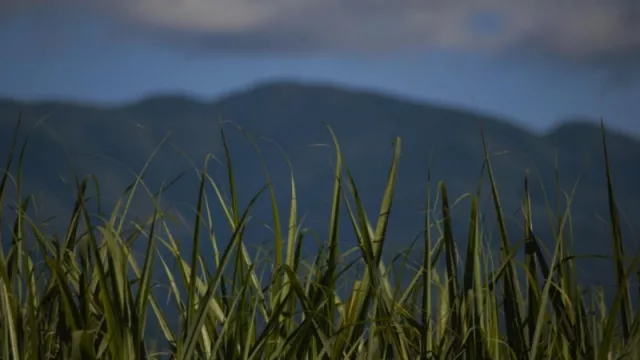 El Congreso de Caña de Azúcar será el polo de atracción y se esperan más de 8.000 personas