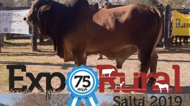 Se viene la 75º Expo Rural con fuerte presencia de la ganadería 