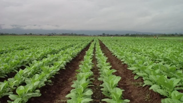 “Ayudín” para tabacaleros jujeños: recibirán un desembolso por $ 219 millones