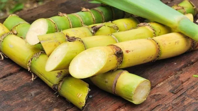 Calienta motores el Congreso Internacional de Caña de Azúcar y ya fue presentado en Bolivia