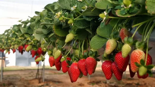 La producción de frutillas, una actividad poco convencional que no para de crecer 
