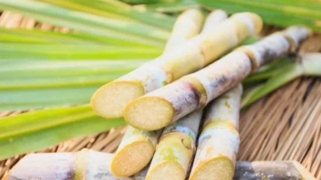 ¿Querés que tu empresa forme parte del Congreso Internacional de Caña de Azúcar? Entérate cómo hacerlo