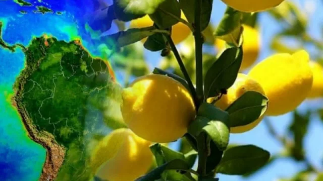 Una importante ronda de negocios de productores citrícolas y ¿alianza entre Tucumán y el mundo?