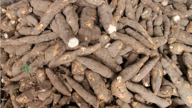 El 70% de la mandioca producida en Paraguay queda en las fincas, lo restante se comercializa en el mercado interno