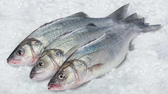 Brasil, Rusia y Gabón son los principales compradores de pescado uruguayo