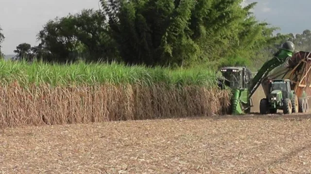 Tucumán firmó un importante convenio con un país de Sudamérica para tecnologizar la producción de caña de azúcar
