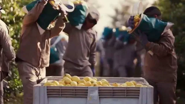 La exportación de limón está interrumpida y los productores tucumanos pusieron el grito en el cielo