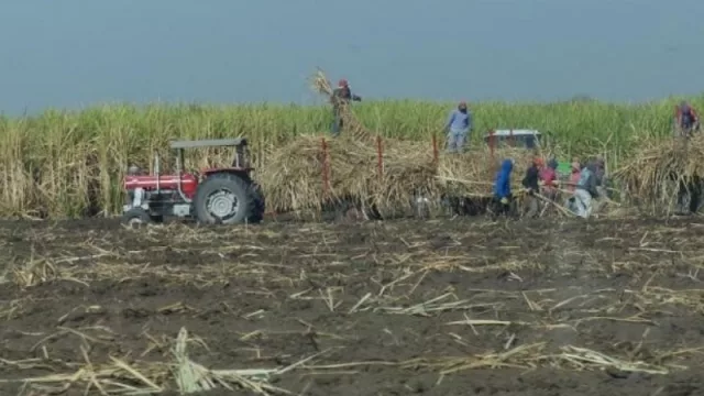 Crisis cañera: sin financiamiento y sin posibilidad de crecer, podrían desaparecer los cañeros chicos en Tucumán