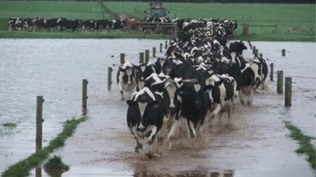 Emergencia hídrica: pérdidas por $4.000 M para el campo y 800.000 chaqueños afectados