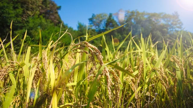 Paraguay recibirá Premio Excelencias Turísticas por el Circuito Turístico del Arroz