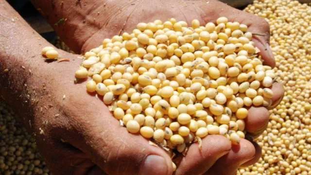 Las lluvias afectaron la campaña de granos en la provincia y preocupa a los productores tucumanos