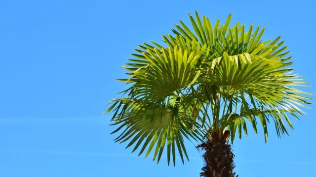 Productores de palmitos nacionales desean retomar las exportaciones este año