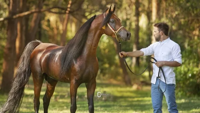 Entre 100 y 200 caballos uruguayos quedan en manos extranjeras anualmente