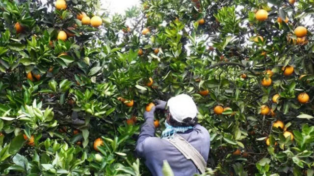 Alarma entre productores y exportadores de una de las principales industrias de la provincia