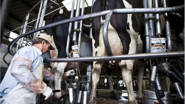 Las exportaciones de lácteos crecieron un 80% en octubre