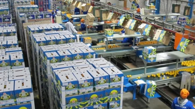 Los US$ 100 millones con los que la citrícola tucumana San Miguel planea expandirse hasta Sudáfrica