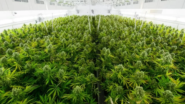 Las mayores compañías tabacaleras incursionan en la marihuana ¿y en Jujuy?