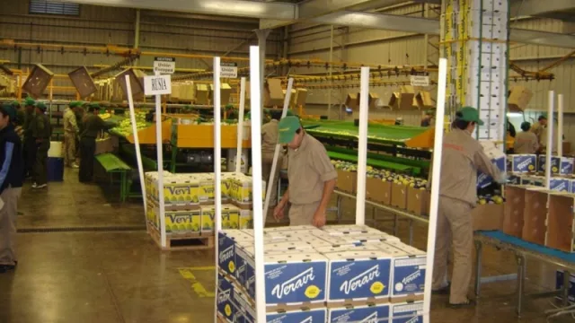 Con su inversión millonaria, Citromax busca superar las 170 mil toneladas de limón en Tucumán