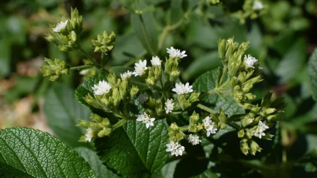 Paraguay aspira a convertirse en el exportador #1 de stevia