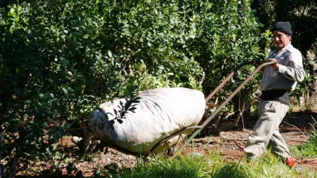Yerba Mate: las exportaciones crecieron un 33% en comparación con el año pasado