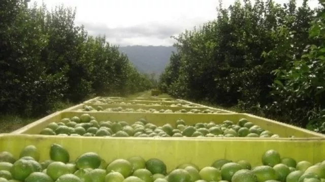 ¿Y la crisis? En 2018 Tucumán incrementó la superficie de una de sus principales producciones 