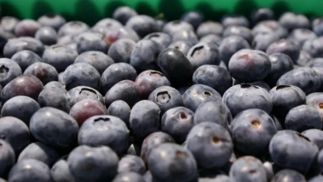 Técnicos de China visitan la provincia y el arándano tucumano pone un pie en el país asiático